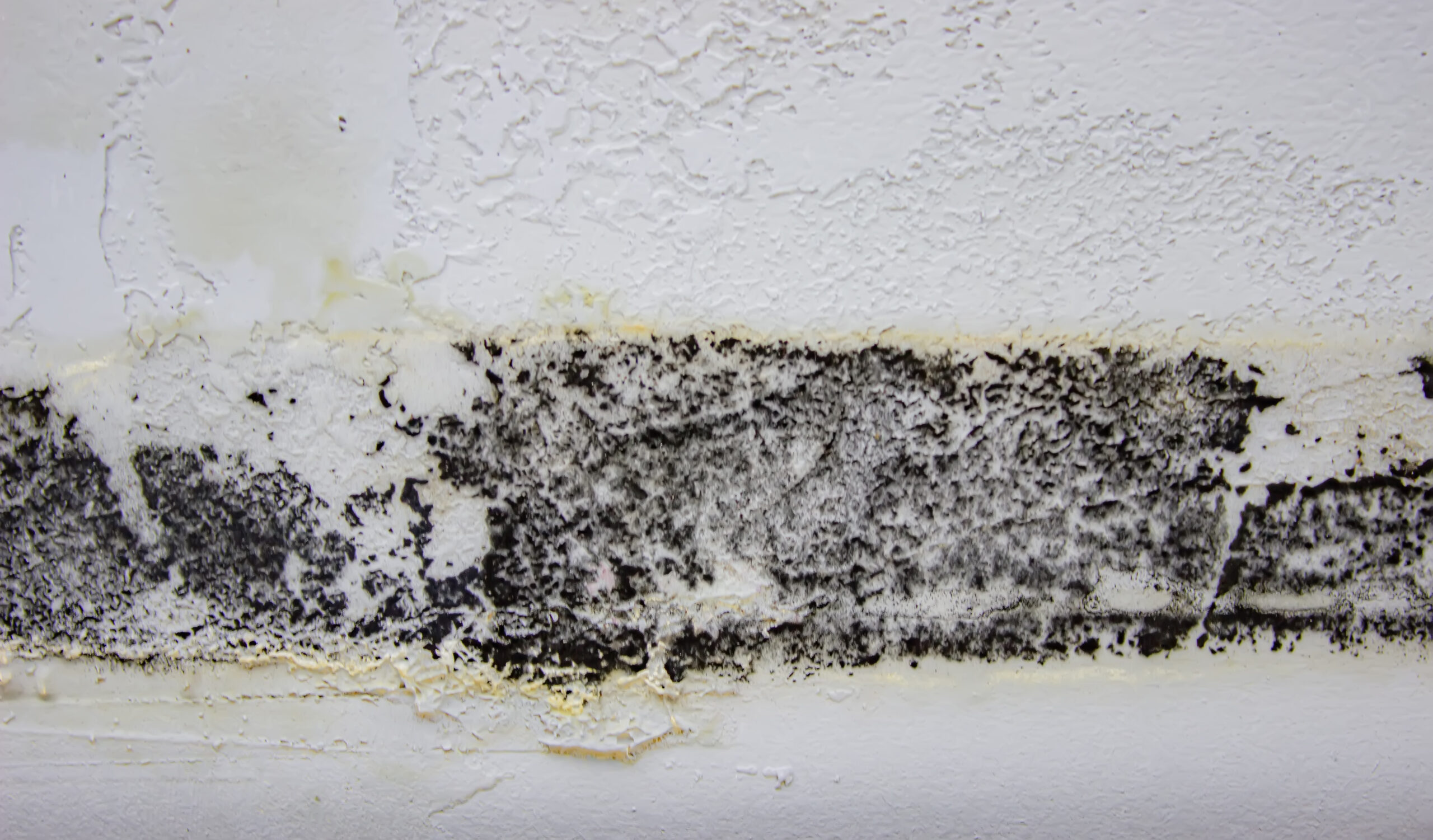 mold remediation fairfax
